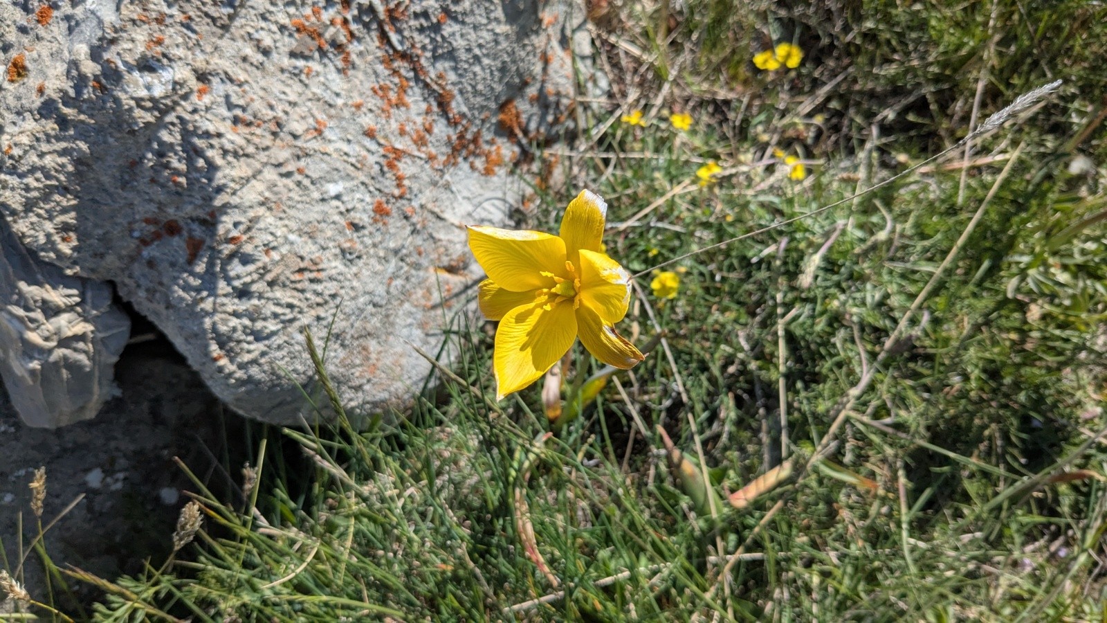 #4 Tulipe? Tulipe?