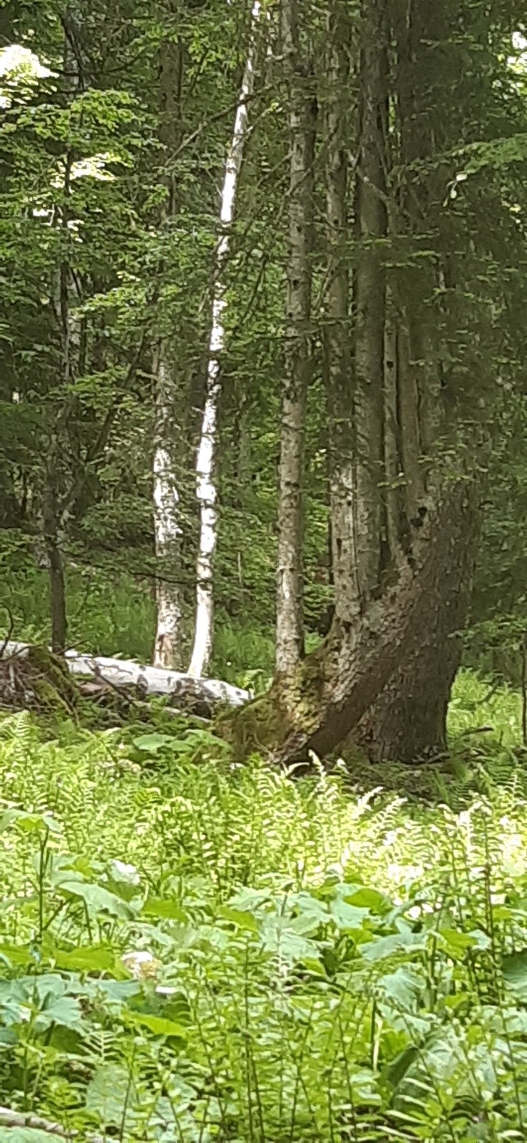  L'arbre Harpe sur le sentier de la Ture
