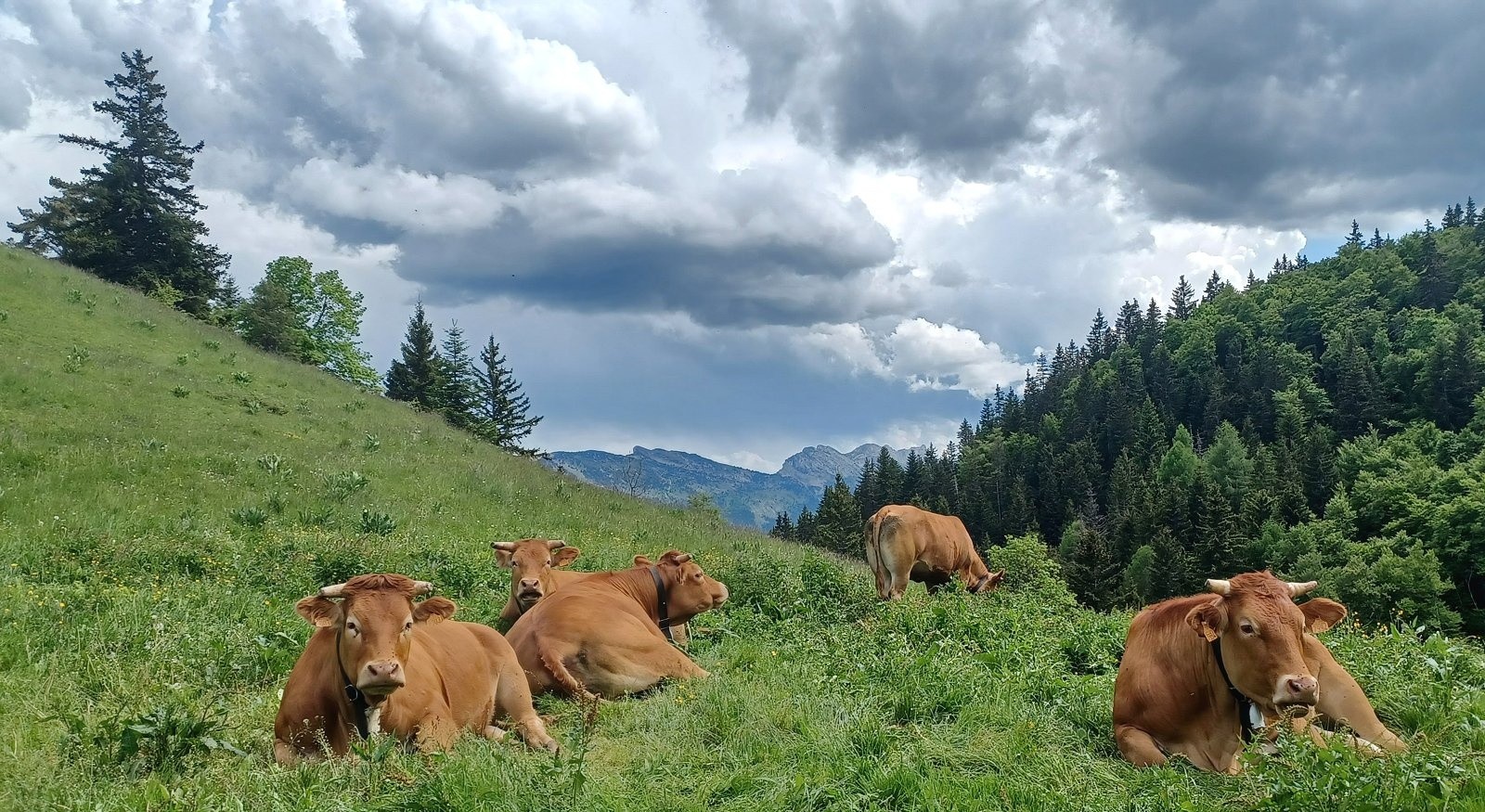 #3 Bientôt du Beaufort dans le Vercors ?! Bientôt du Beaufort dans le Vercors ?!