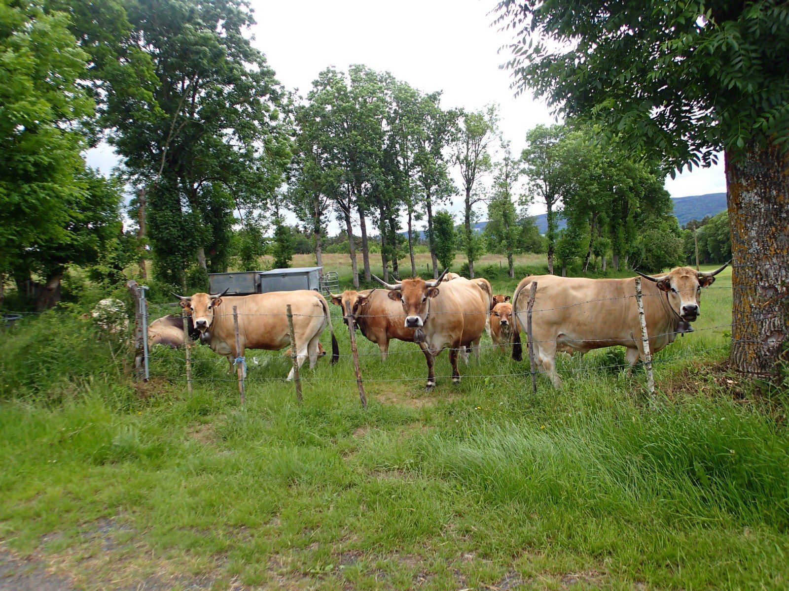 #11 Là y Là y'a pas de train, donc les vaches regardent passer les vélos !