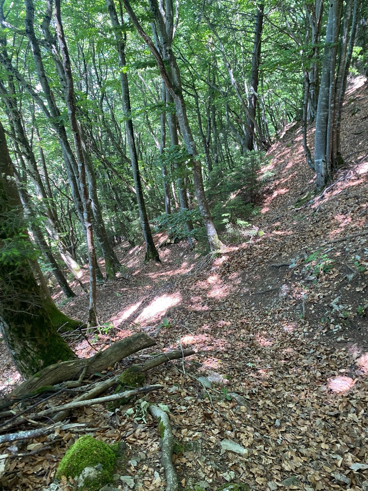 #12 bois de l bois de l'eponnet