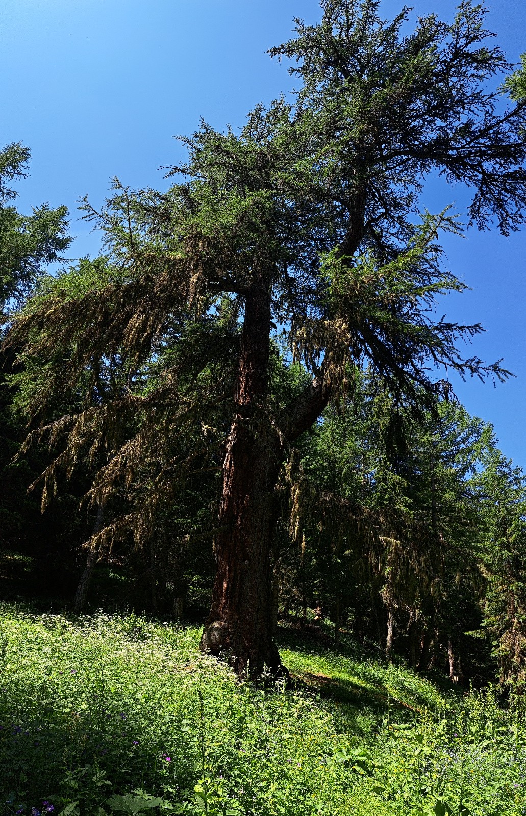Le Gros Mélèze
