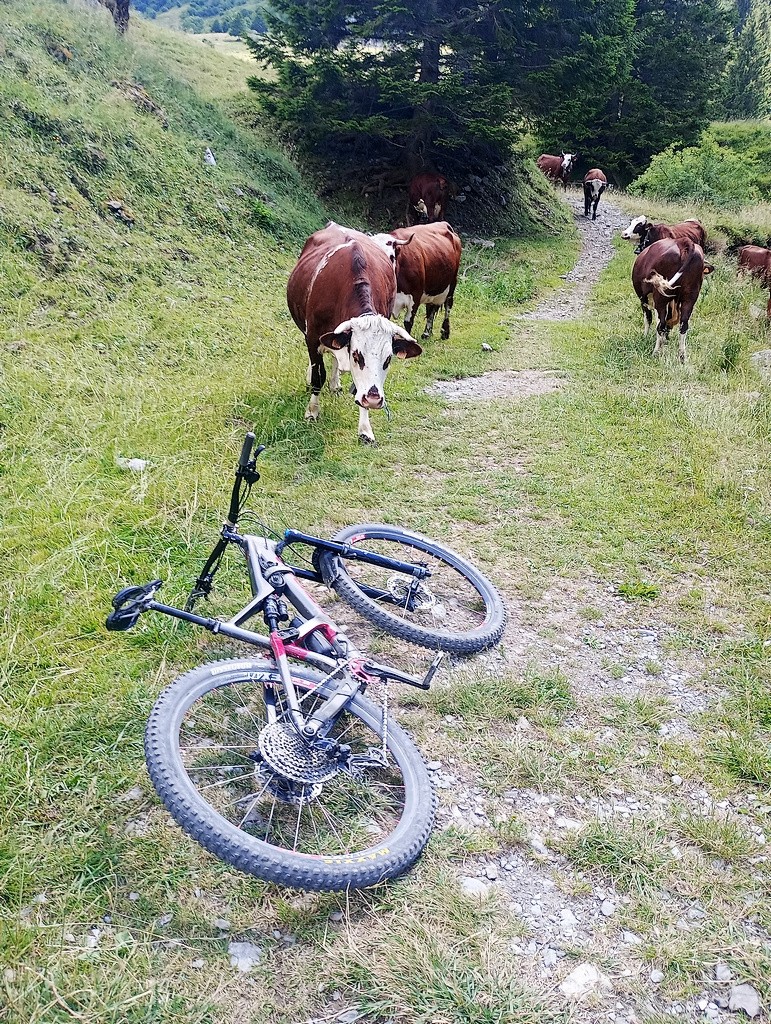 #6 Joli troupeau d Joli troupeau d'Abonfances