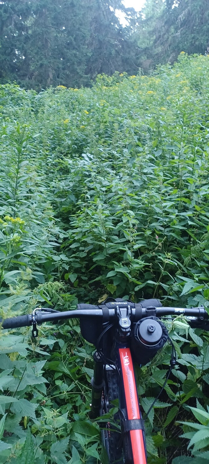 #1 J J'ai testé une coupette pour éviter la partie raide NR pour remonter au plateau de la Molière. Des herbes et orties d'1.5m de haut, . Mauvaise pioche !.