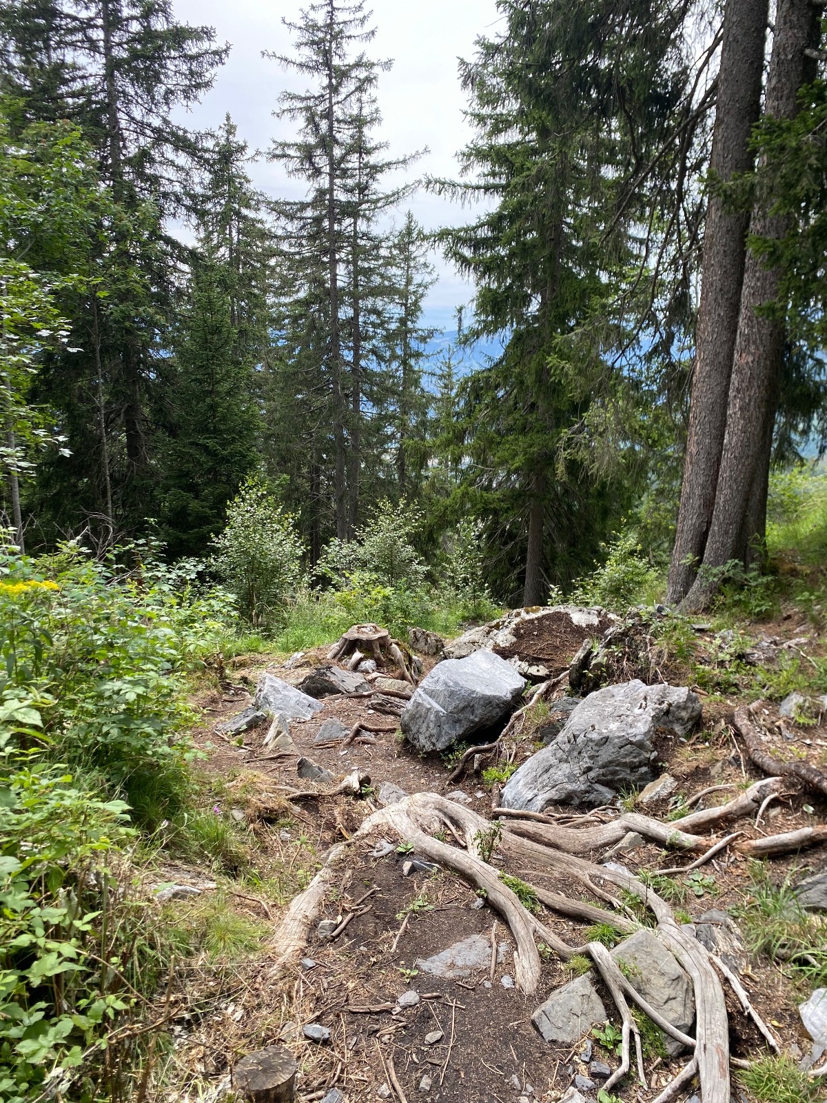 #14 Dernière partie de la descente dans les bois Dernière partie de la descente dans les bois