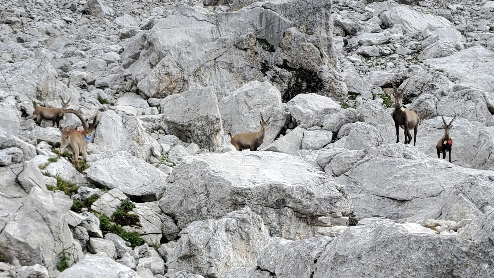 #9 Entre ce passage et le col de Balafrasse, les bouquetins font toujours la pose Entre ce passage et le col de Balafrasse, les bouquetins font toujours la pose