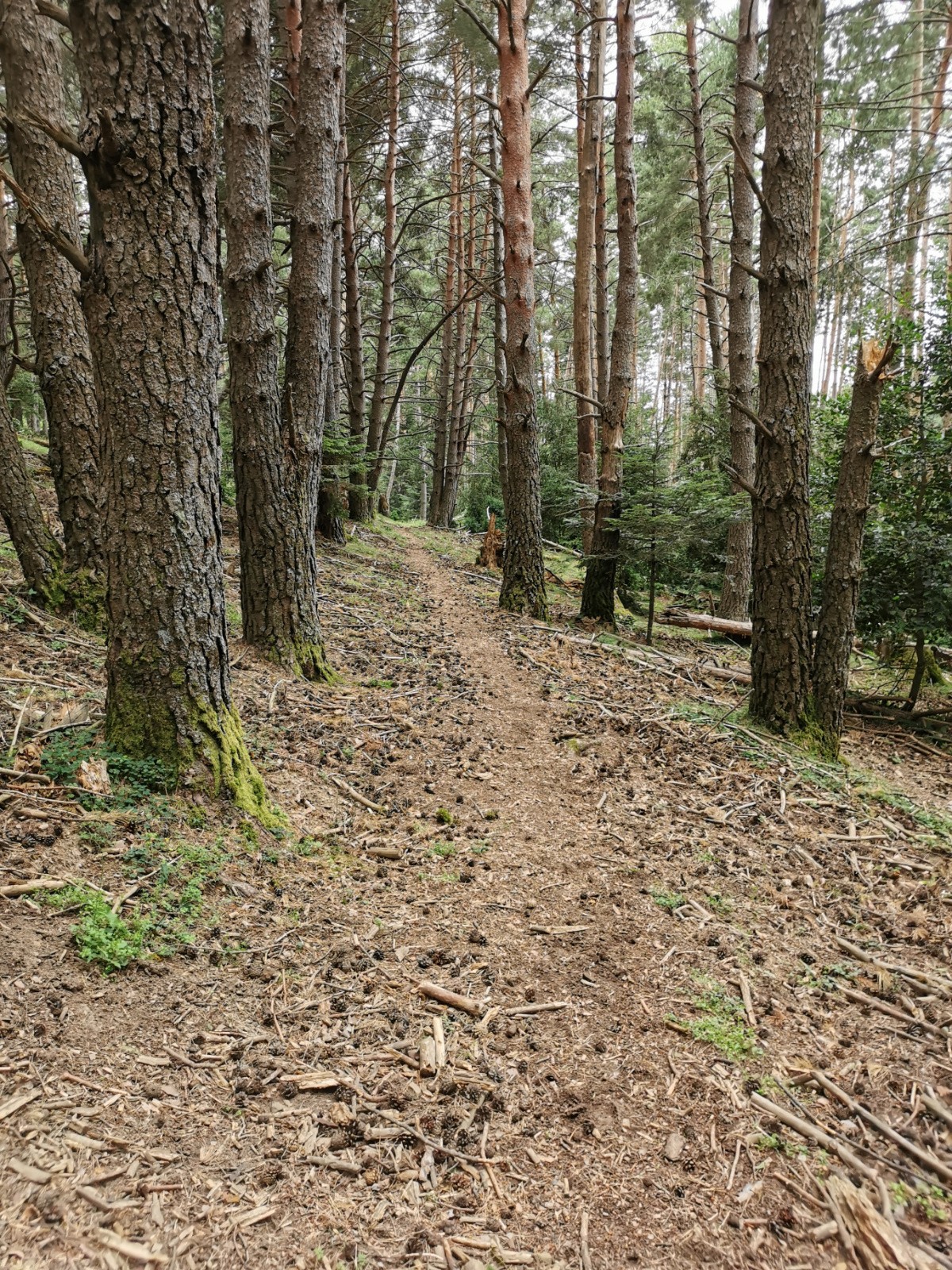 #15 du lisse dans la forêt, plutôt rare dans le coin ! du lisse dans la forêt, plutôt rare dans le coin !