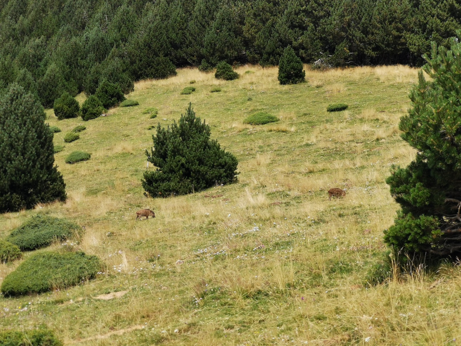 #7 au milieu des sangliers ! au milieu des sangliers !