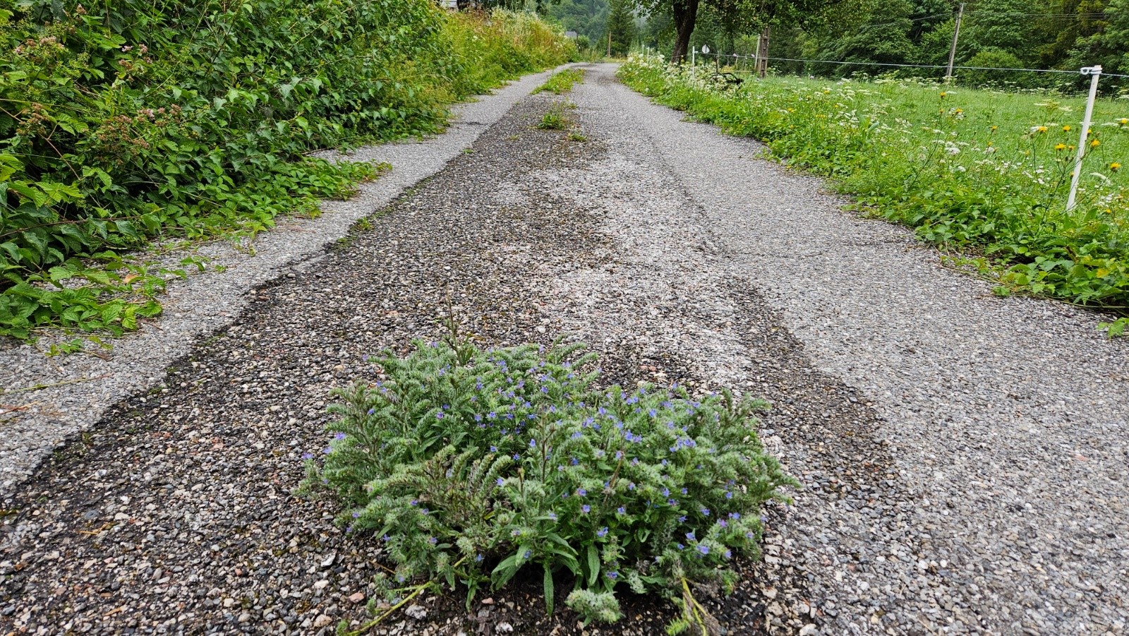 #4 Les fleurs poussent dans le goudron. Les fleurs poussent dans le goudron.