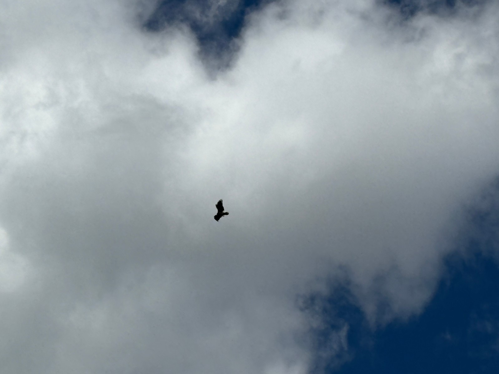 #9 L L'aigle royal se fout de nous mais il observe quand même au cas où ...