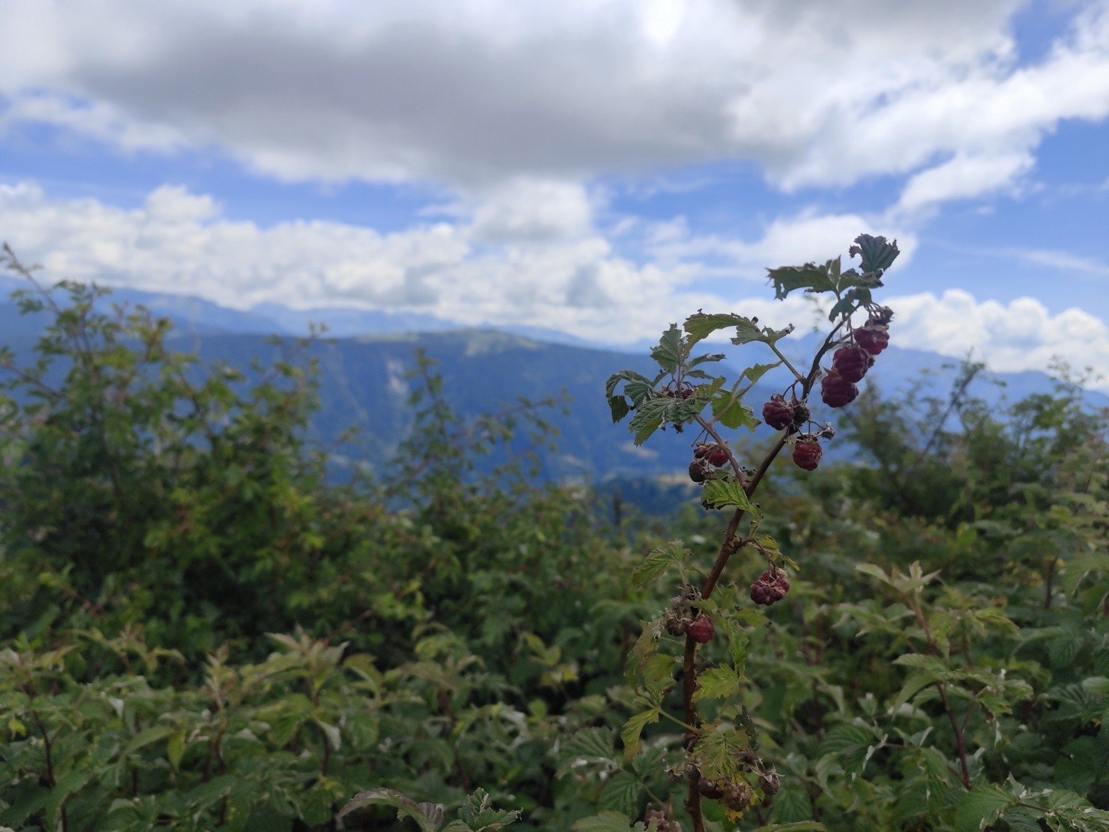  Le dessert, framboises à volonté 