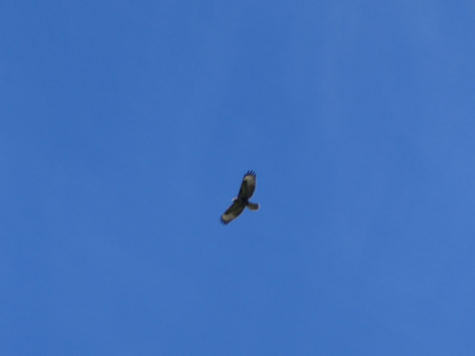 Un aigle!