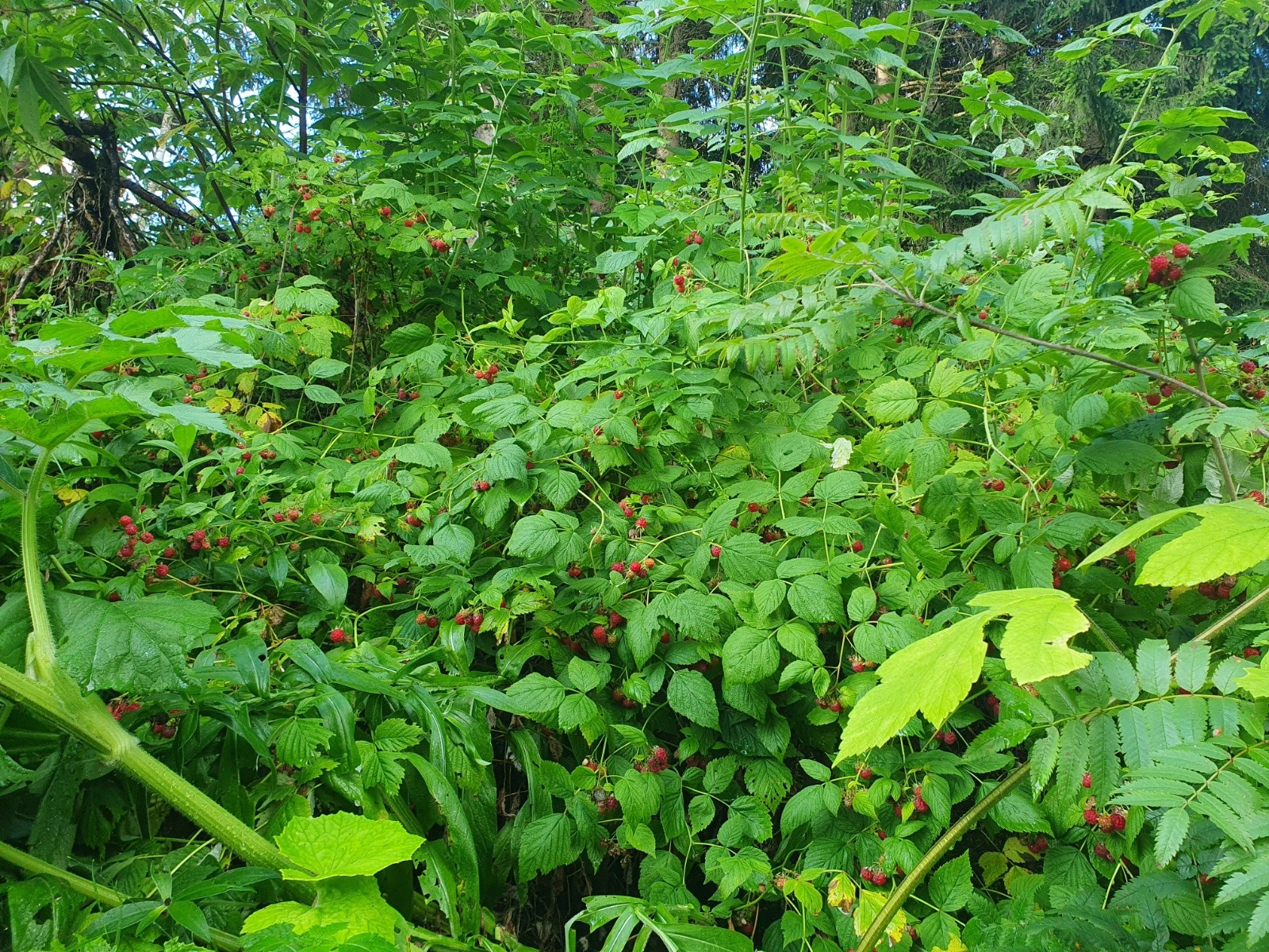Des belles framboises.