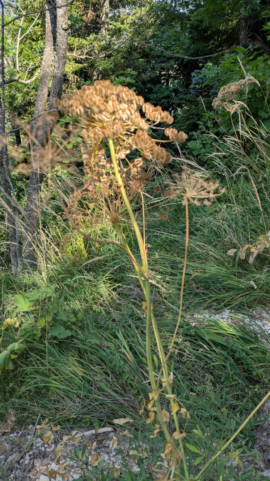  angelica sylvestris