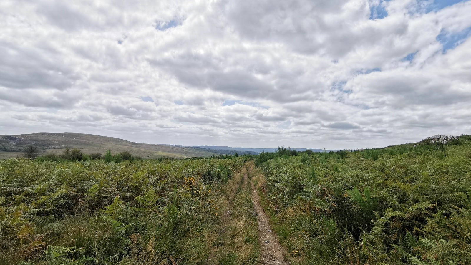 La lande des Monts d'Arrée 