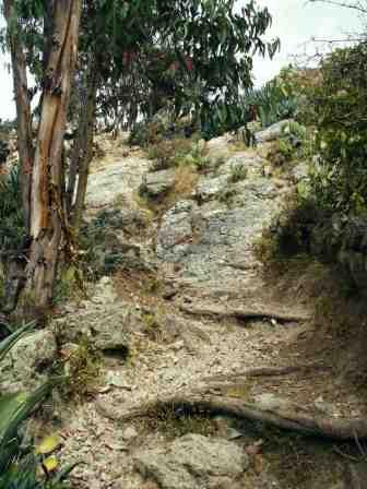 partie tech... : il y a de plus en plus de marche, de dalle, de racine, ca deviens technique et c'est tres agreable sous les Eucalyptus....