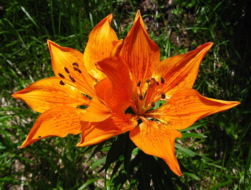 Botanique : Lys Orangé