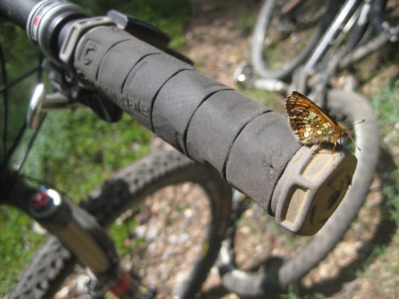 Papillon : Mécéquoi ? ;-)