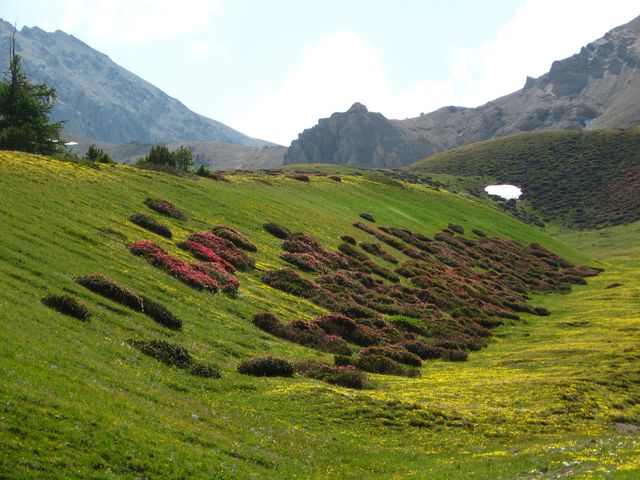 moraine : colonisée par les magnifiques rhodos