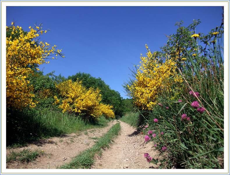 #5 Saule d Saule d'Oingt : Genêts en fleurs