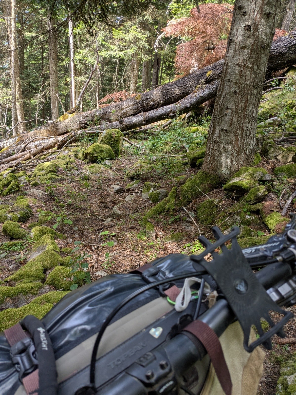 #37 la louze dans la foret abandonnée la louze dans la foret abandonnée