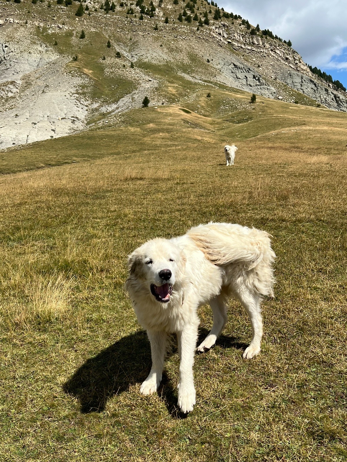 Comité d'accueil&nbsp;