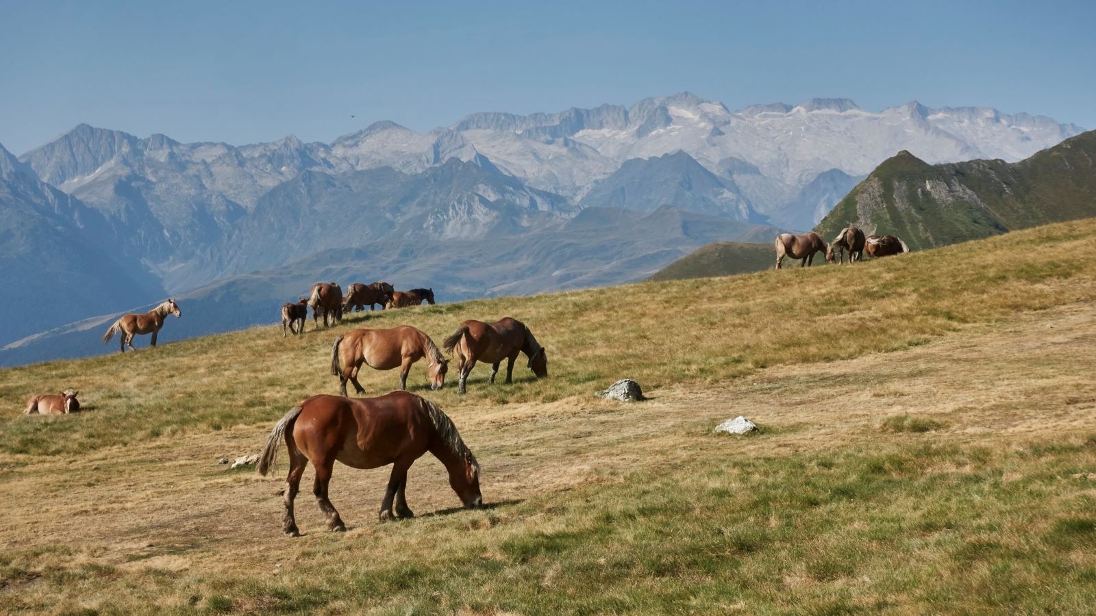 #8 On est bien dans les Pyrénées, il y a des chevaux dans les alpages ! On est bien dans les Pyrénées, il y a des chevaux dans les alpages !