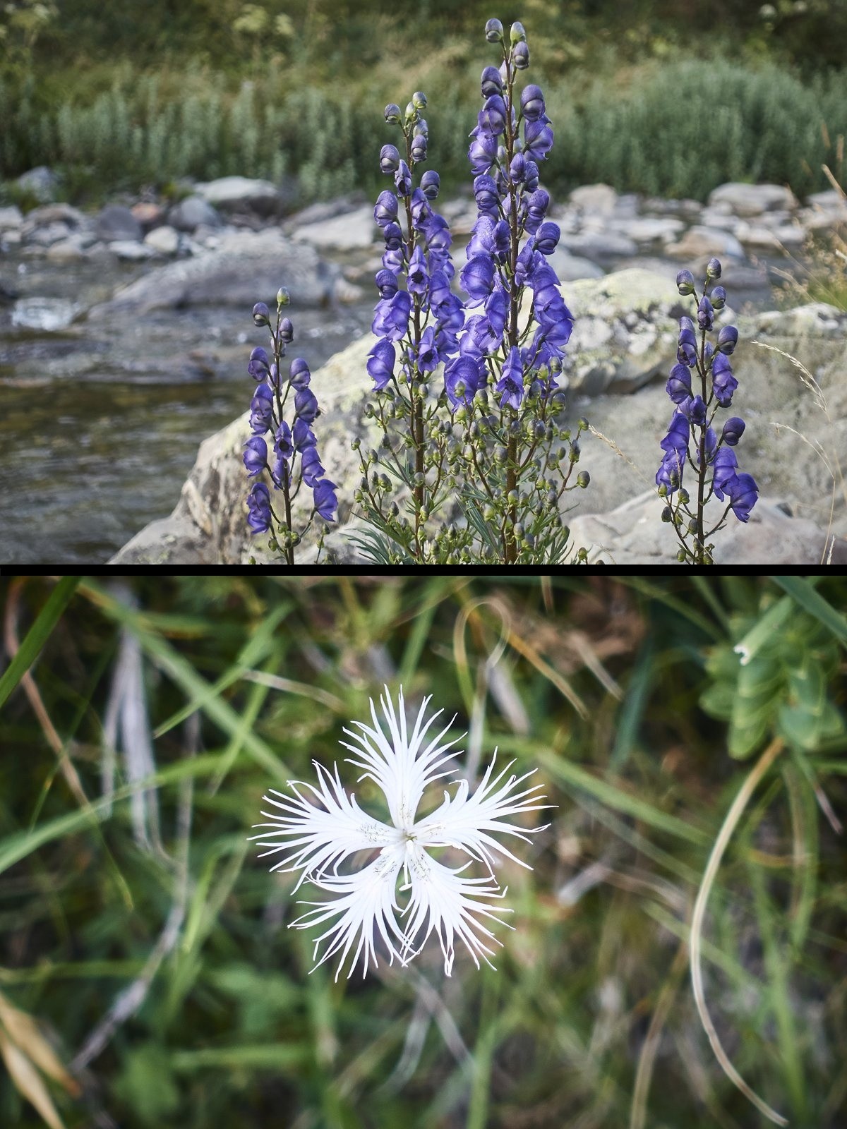 #24 1. L’Aconit napel ou
« casque de Jupiter » omniprésente dans ces montagnes catalanes. Riche en alcaloïdes, c’est l’une des plantes les plus toxiques. Elle peut provoquer la mort en cas d’ingestion. 2. Fleur blanche en forme de flocon. 1. L’Aconit napel ou
« casque de Jupiter » omniprésente dans ces montagnes catalanes. Riche en alcaloïdes, c’est l’une des plantes les plus toxiques. Elle peut provoquer la mort en cas d’ingestion. 2. Fleur blanche en forme de flocon.