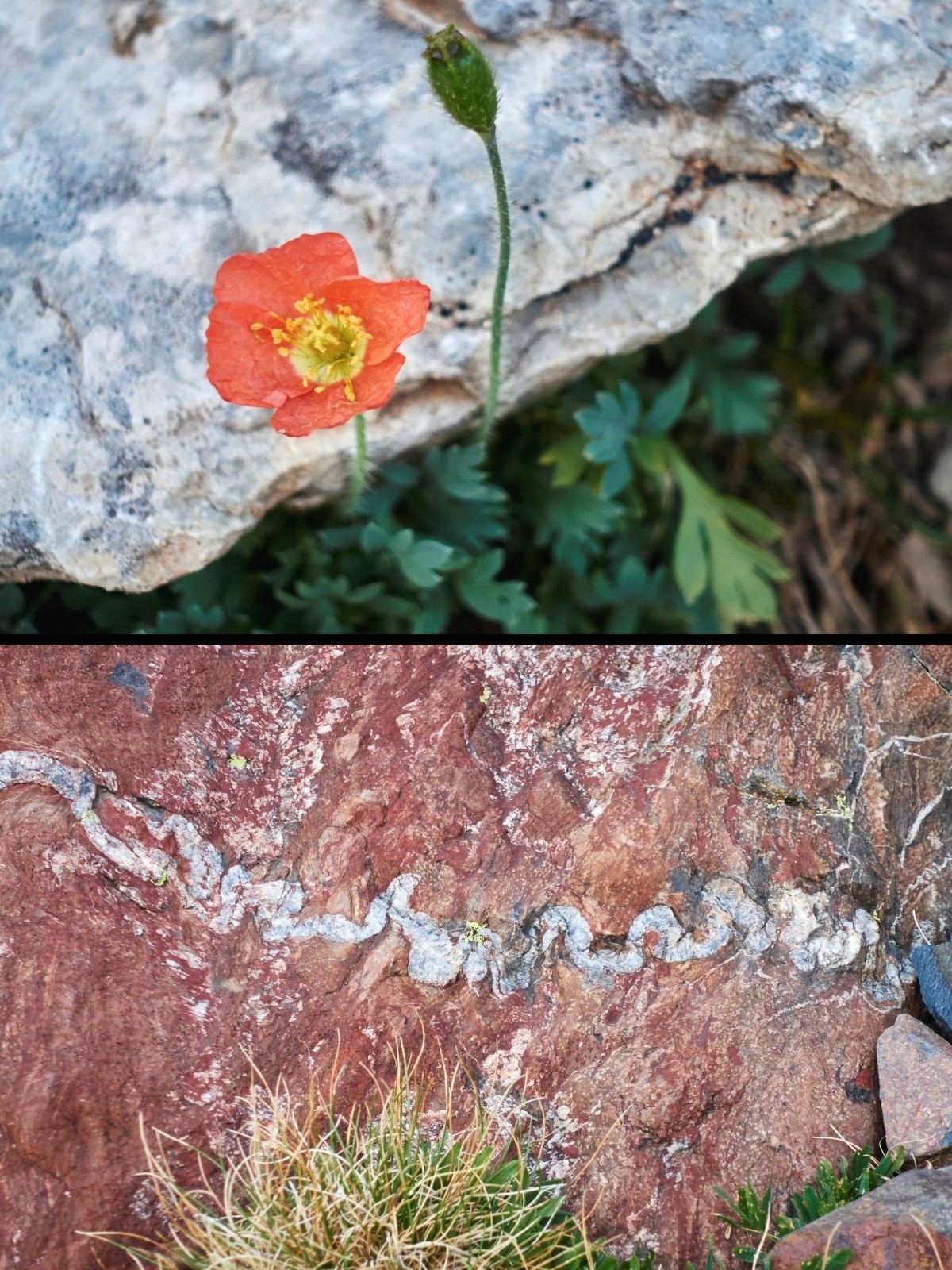 #45 Rouge. 1. Original ce petit coquelicot/papavéracées (qui connait le nom de cette espèce ?). 2. Filon de quartz boudiné ! Rouge. 1. Original ce petit coquelicot/papavéracées (qui connait le nom de cette espèce ?). 2. Filon de quartz boudiné !
