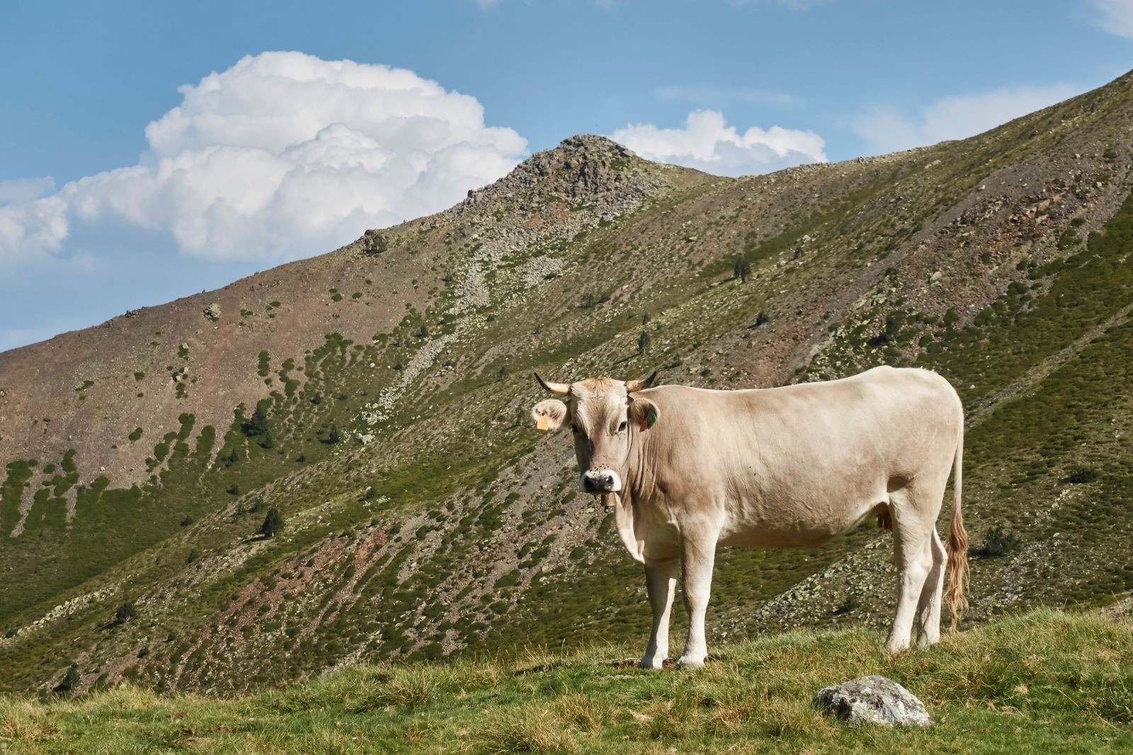 #42 Les innombrables "vaches grises" des montagnes catalanes Les innombrables \