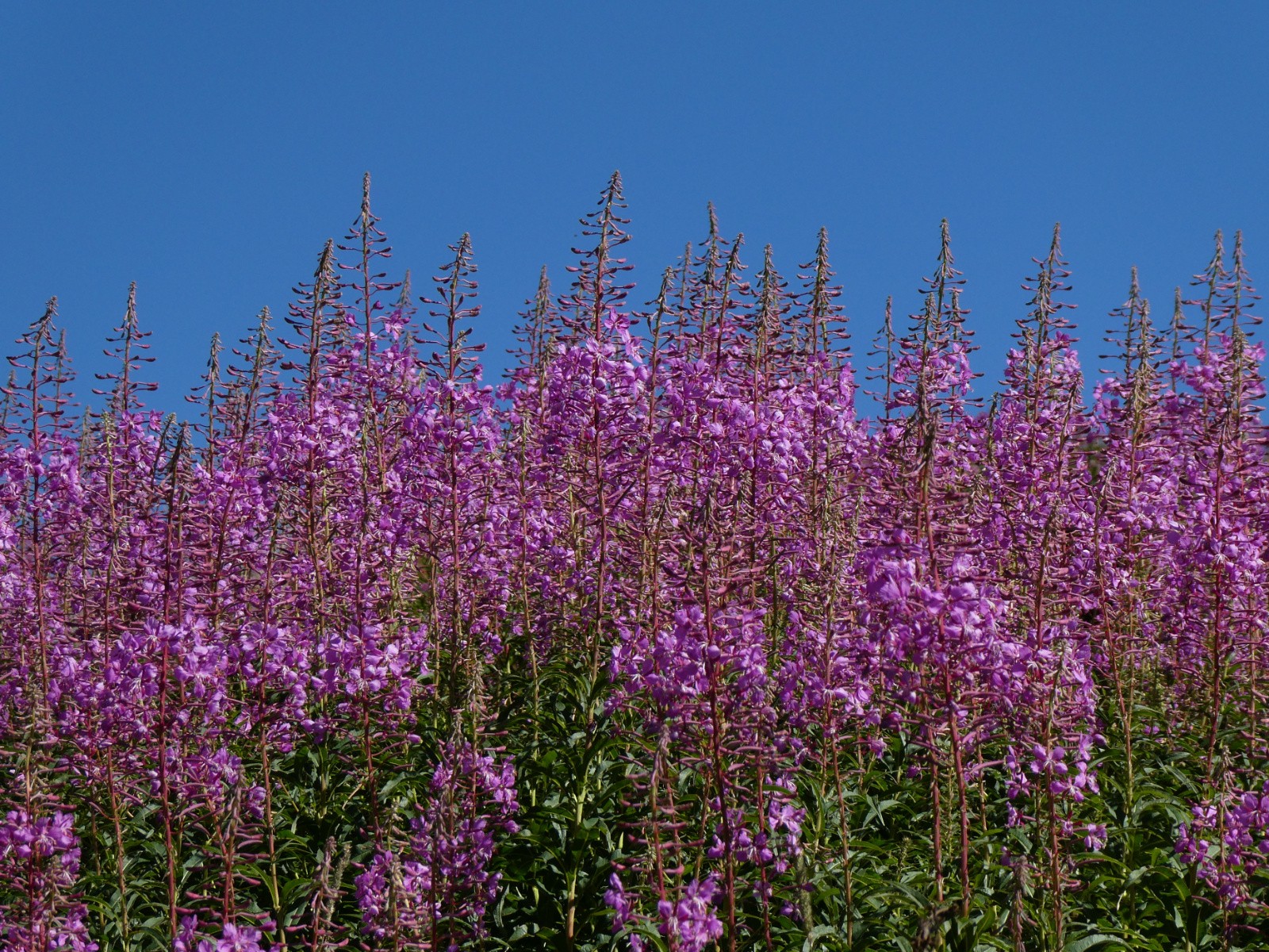 #4 Épilobes encore en fleur. Épilobes encore en fleur.