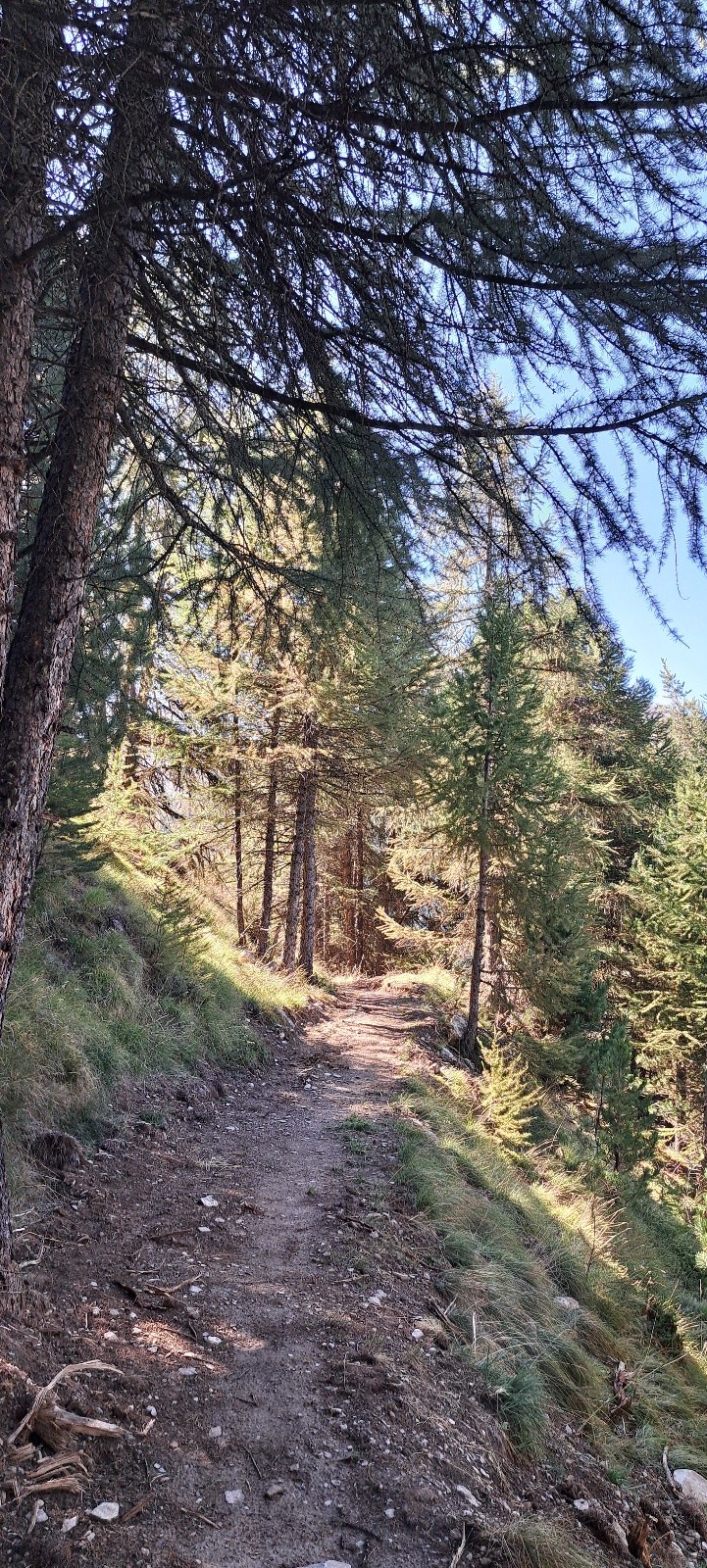 #5 Sentier Bas Bois Noir Sentier Bas Bois Noir