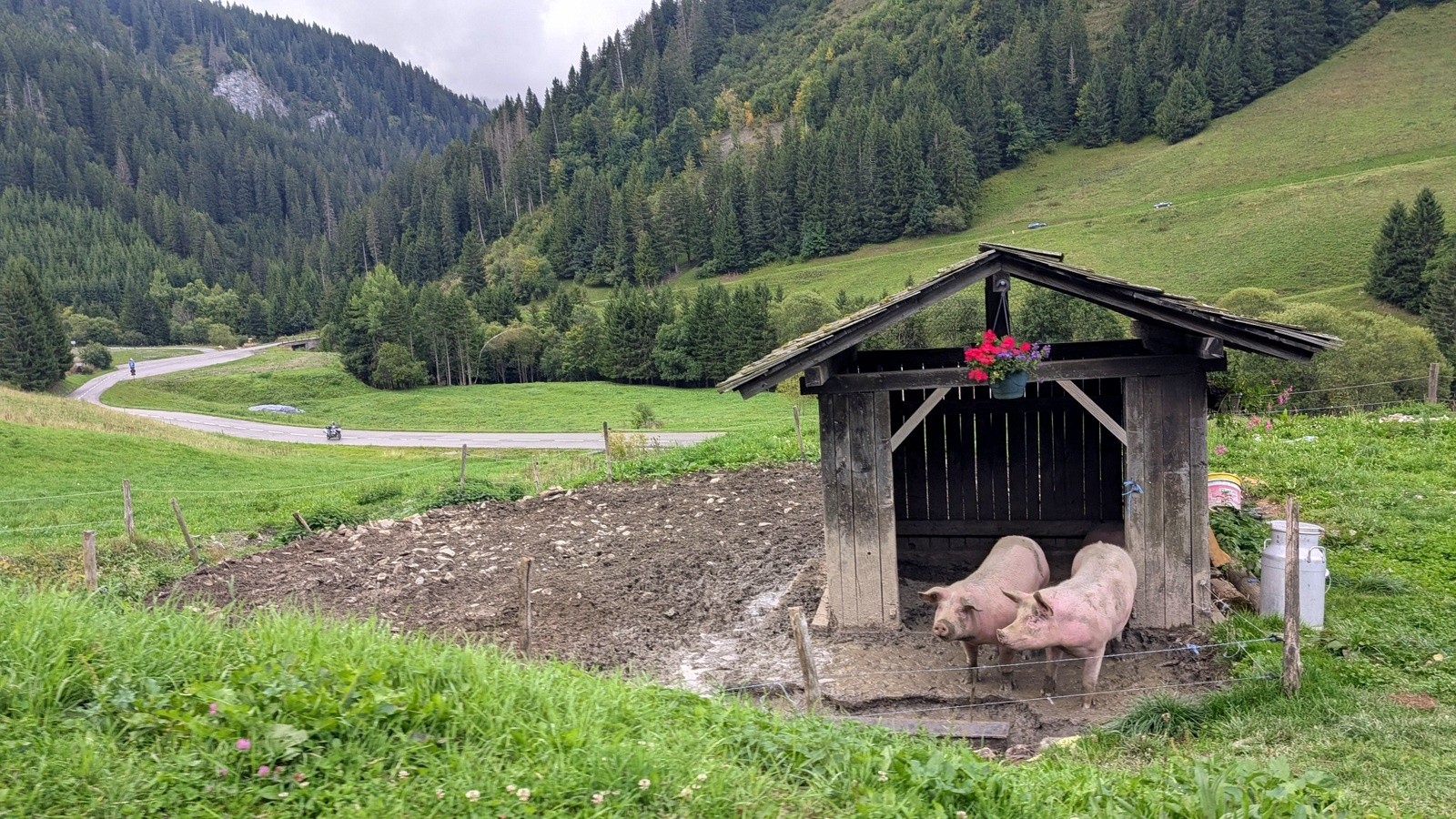 #1 La faune locale avec la classe du chalet du Beaufortain 😅 La faune locale avec la classe du chalet du Beaufortain 😅