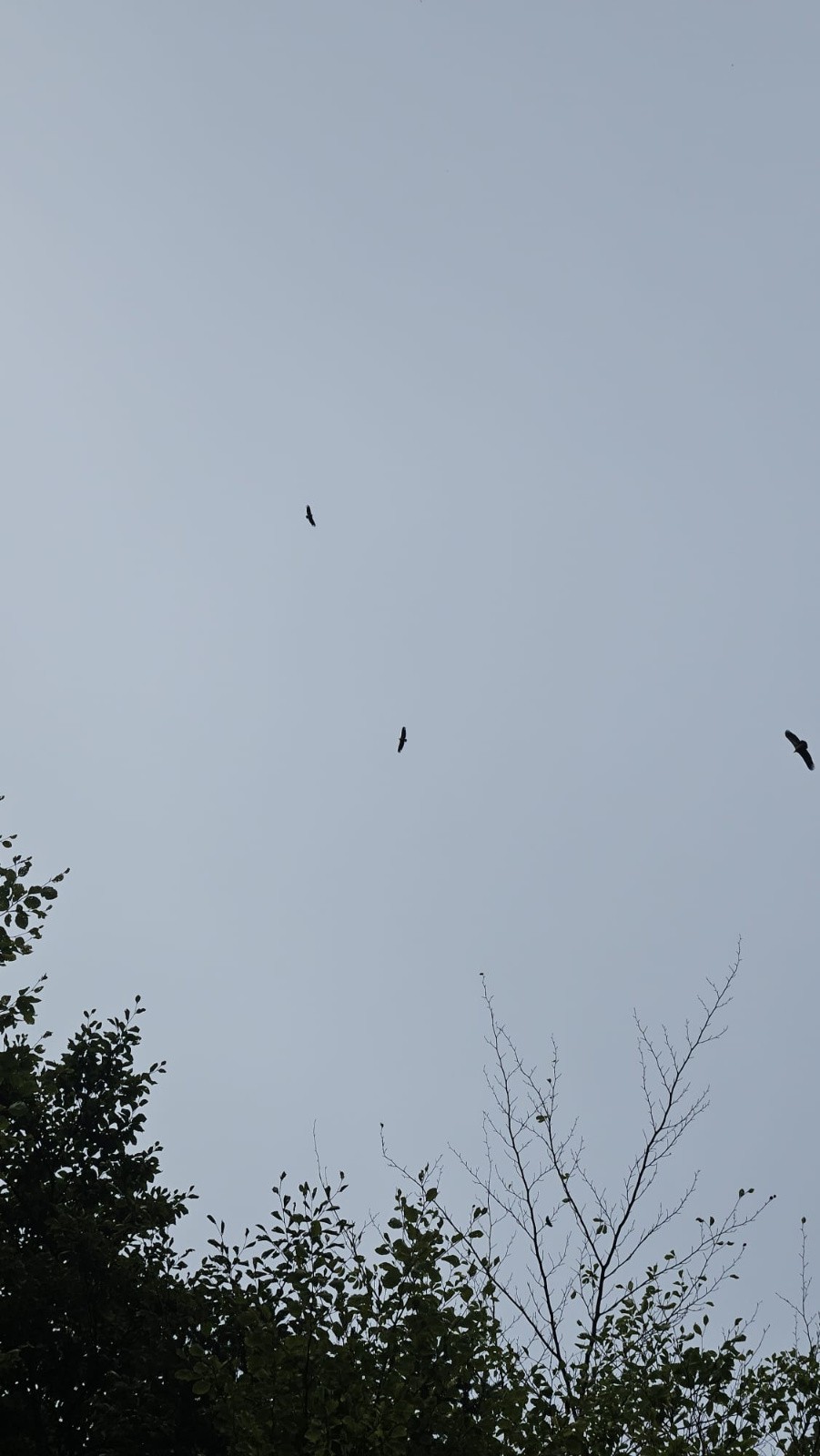 En vrai y étaient super balèzes (fauves ?)