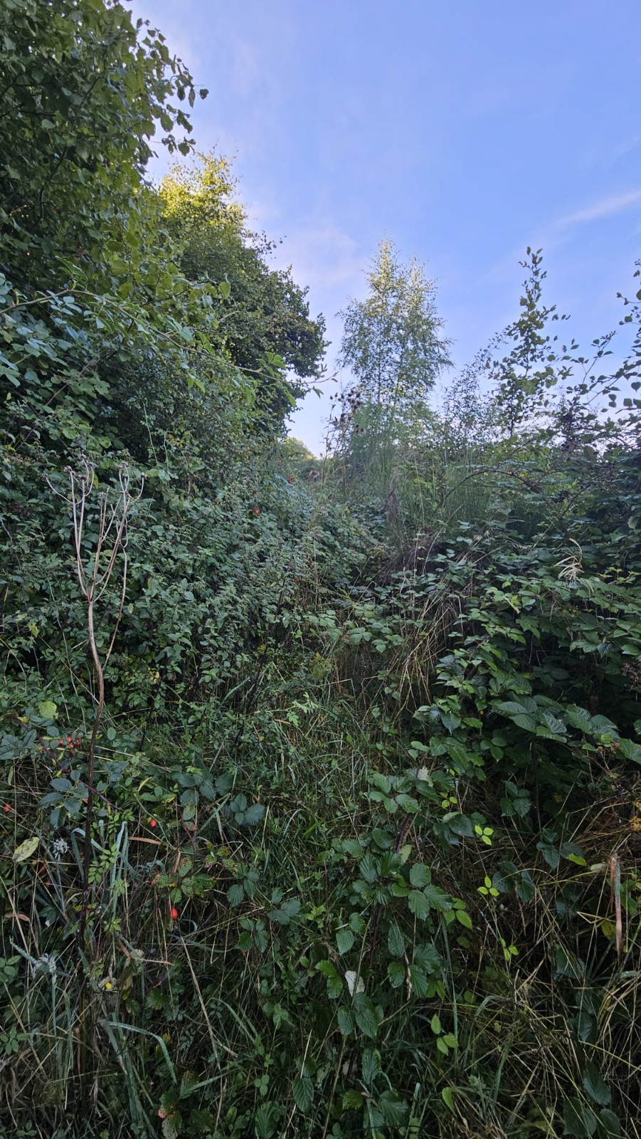 D'après la trace, ça c'est un chemin