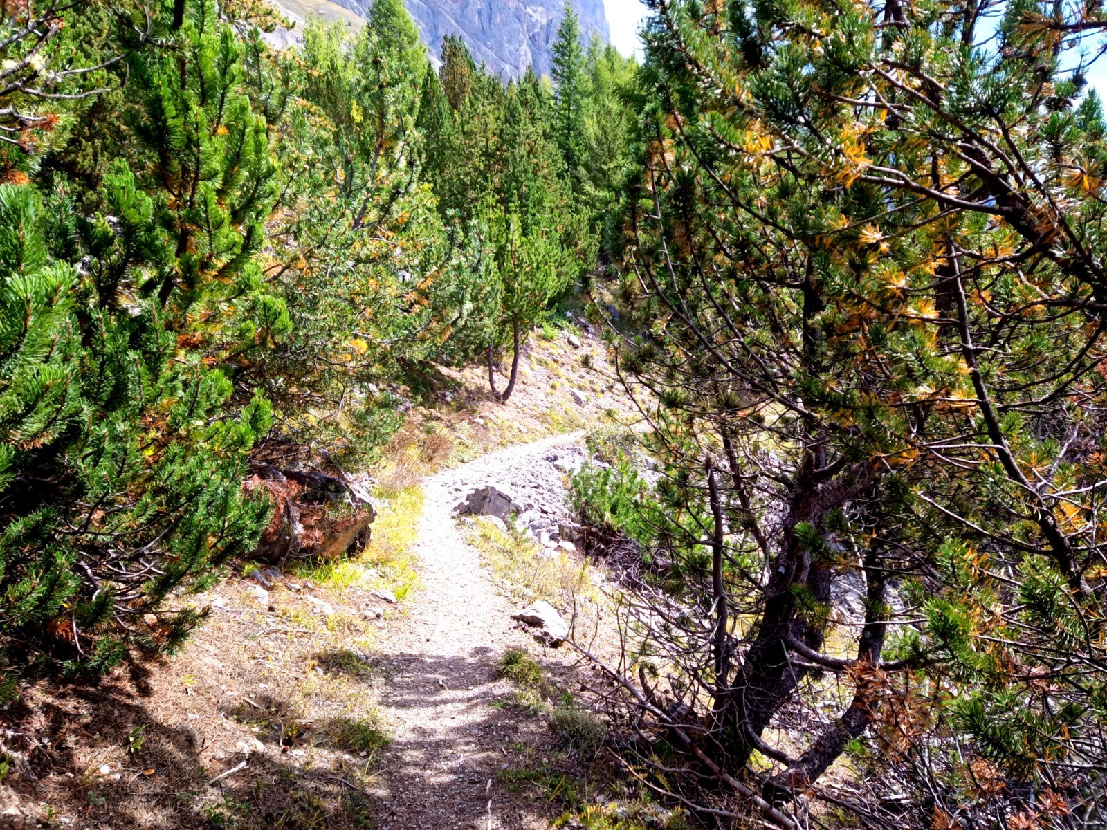 Dans le bois le sentier .