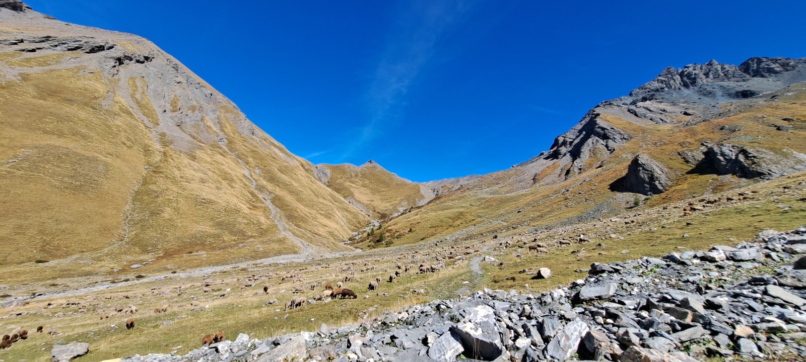 #22 Les moutons Les moutons