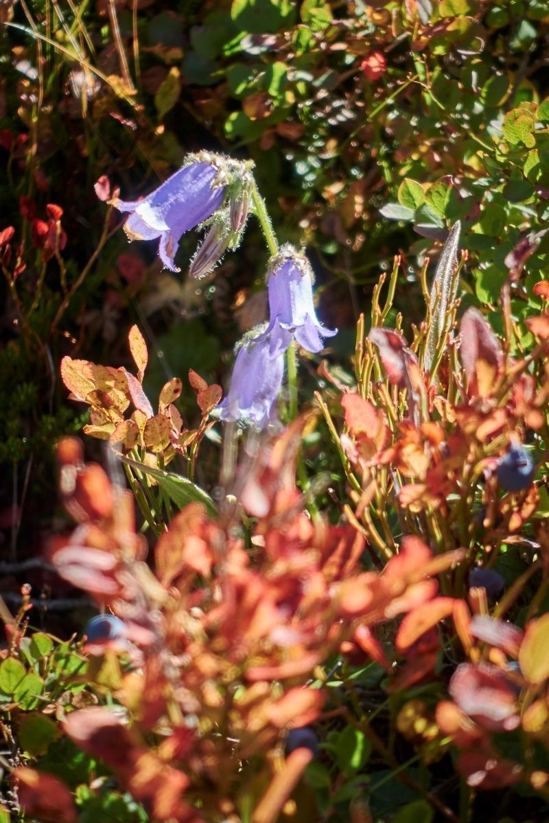  Les campanules sont si belles qu'elles font rougir les myrtilliers.