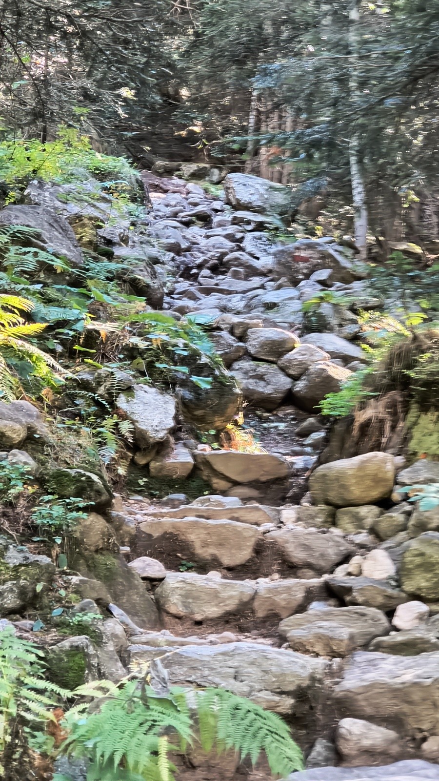 Rock garden Raider!&nbsp;