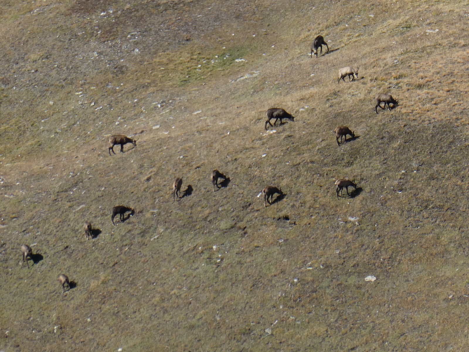#9 Plein de chamois Plein de chamois