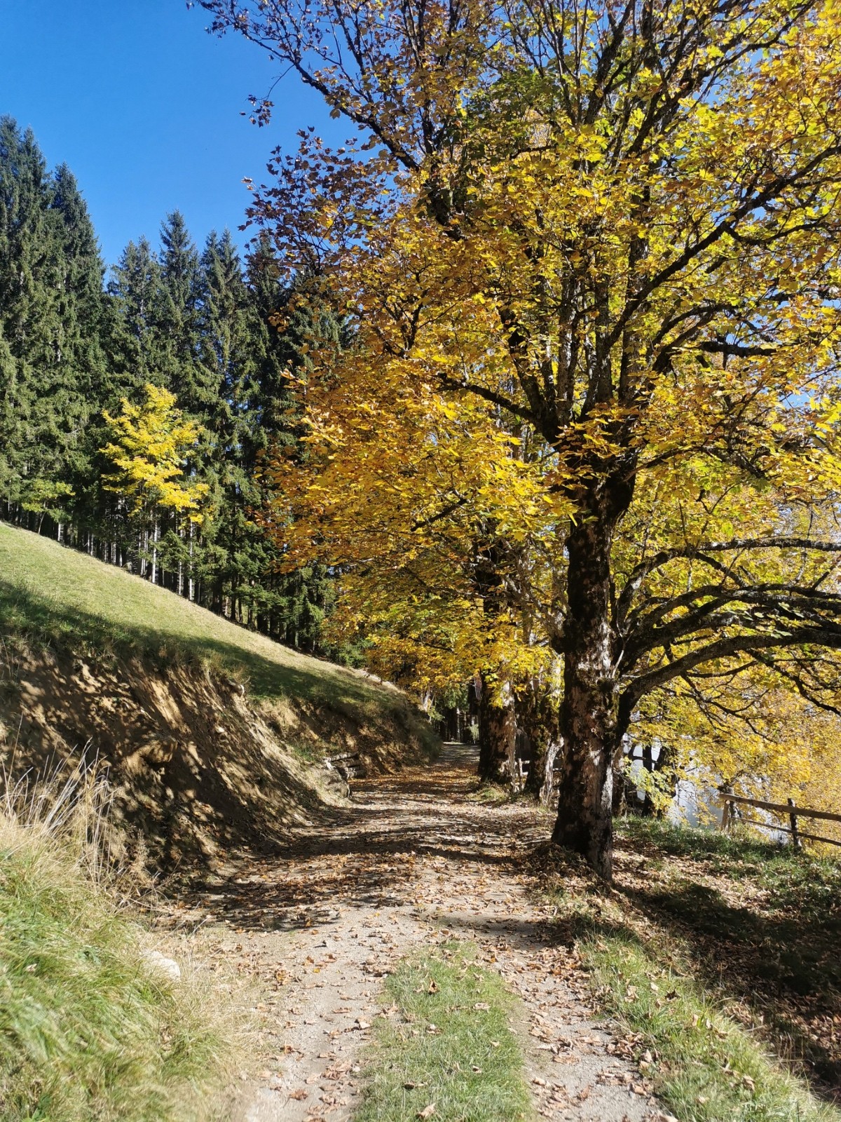 #8  C  C'est l'automne