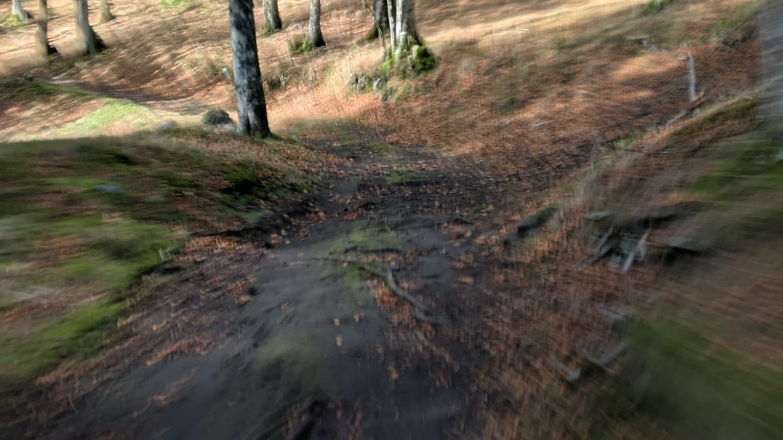 #9 beau chemin forestier beau chemin forestier