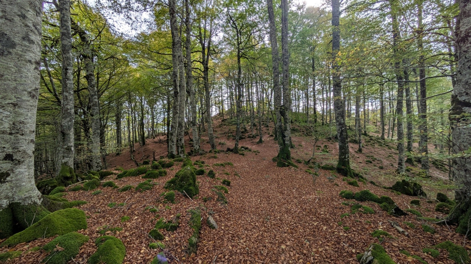 #17 belle forêt  belle forêt