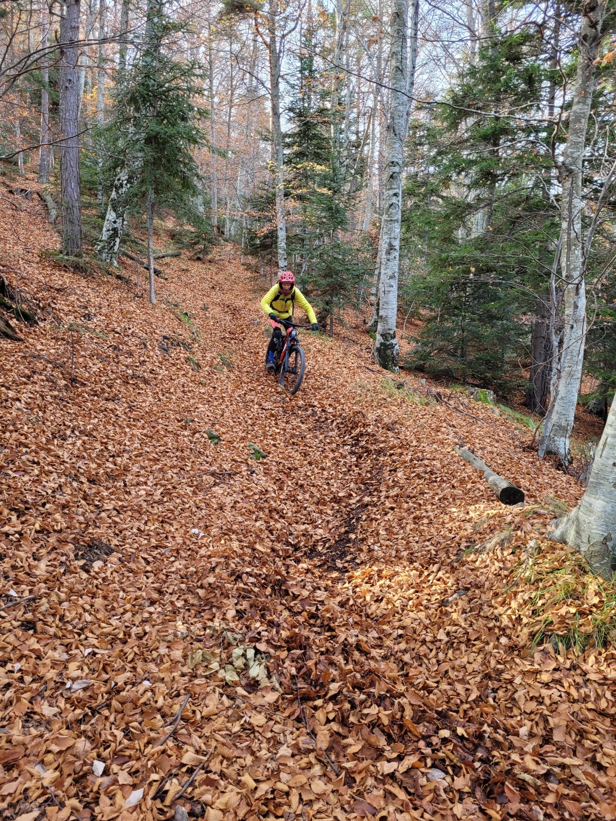 #5 Des feuilles.... Des feuilles....