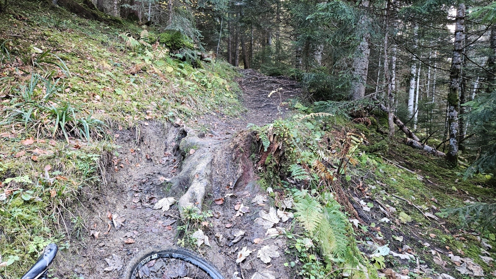 #11 Beaucoup de racines à la Touvière. Beaucoup de racines à la Touvière.