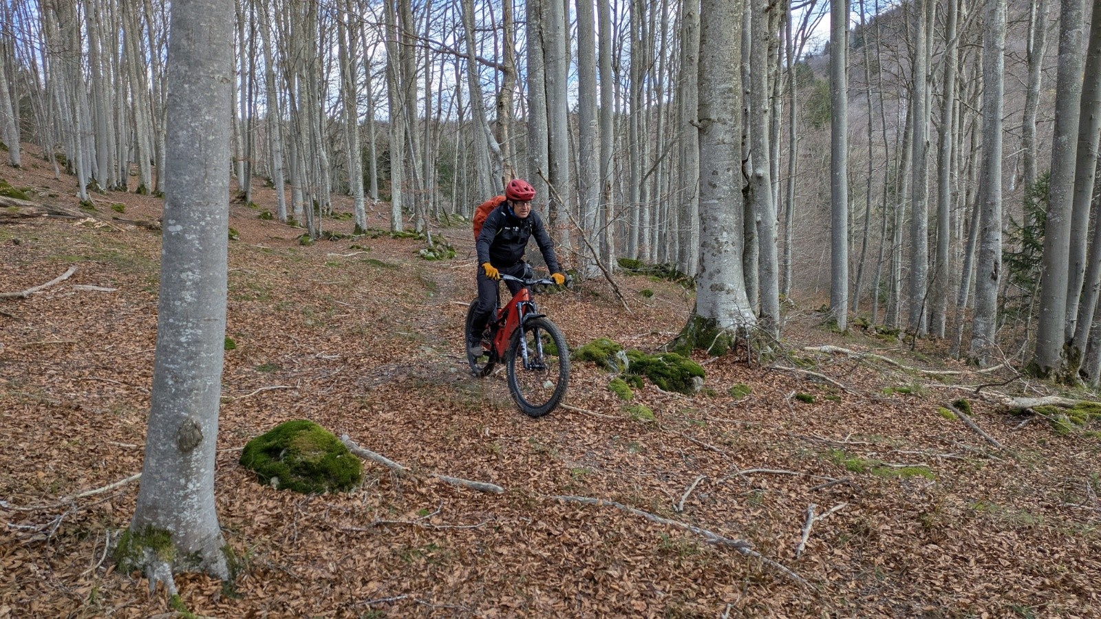 #19 dans la hêtraie dans la hêtraie