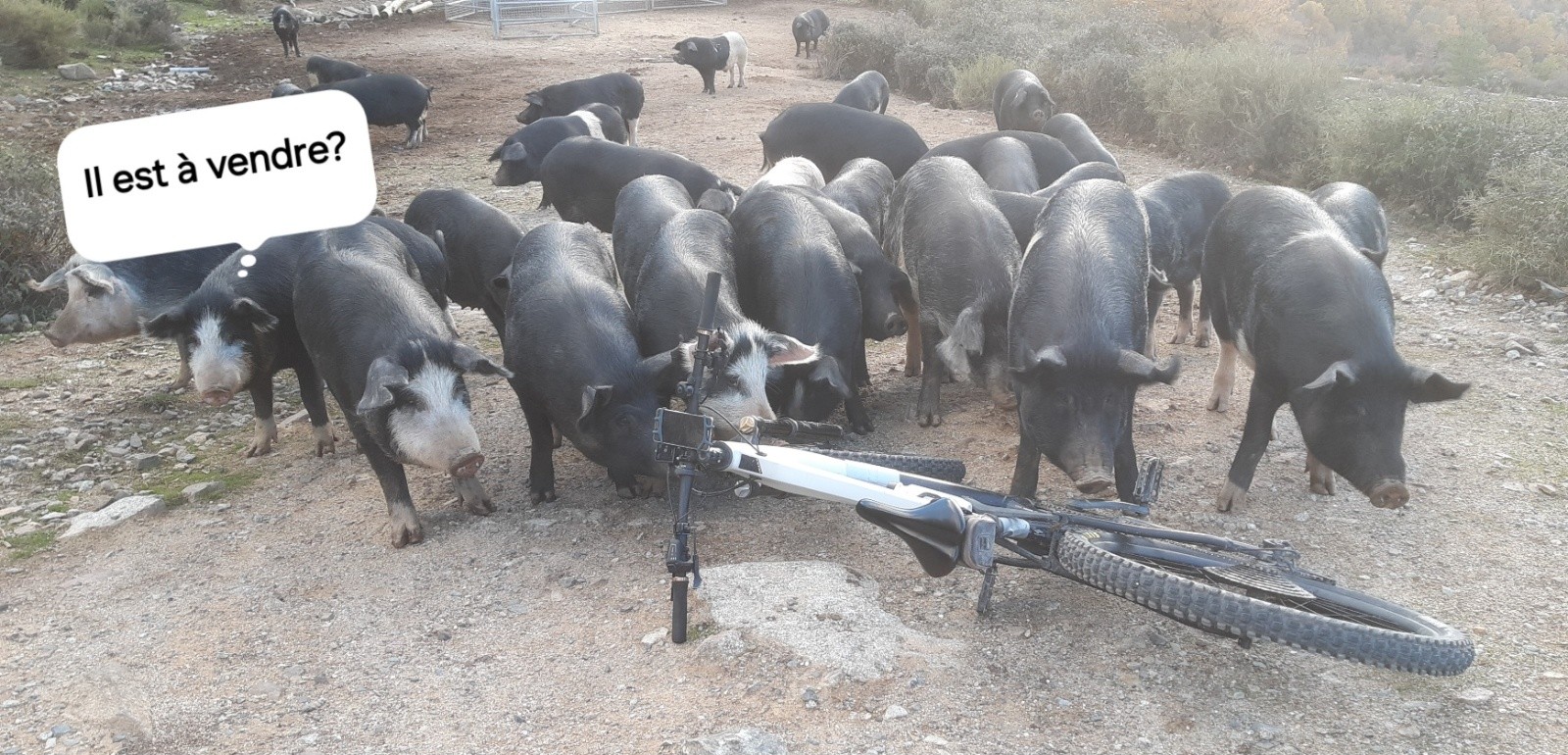 #7 Les laboureur de sentiers semblent intéressés par le vélo pour remonter là haut. Les laboureur de sentiers semblent intéressés par le vélo pour remonter là haut.
