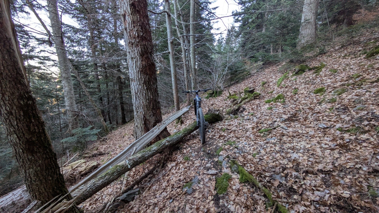 #9 A couper ! A couper !