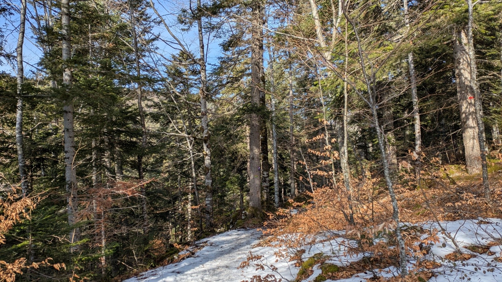 &nbsp;presque printanier !