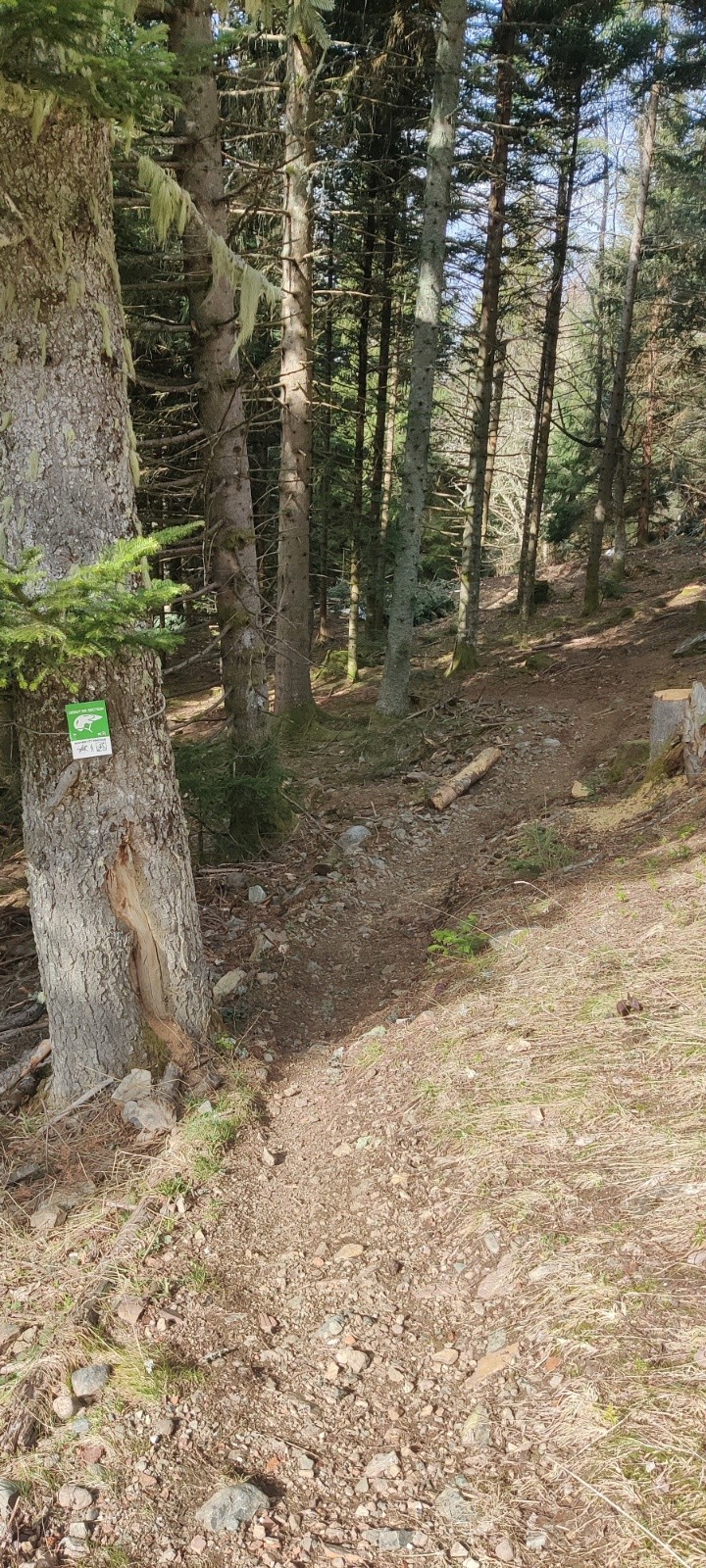 #4 Départ de petit faon Départ de petit faon